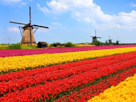 Image de Vibrant tulips fields with windmills Netherlands