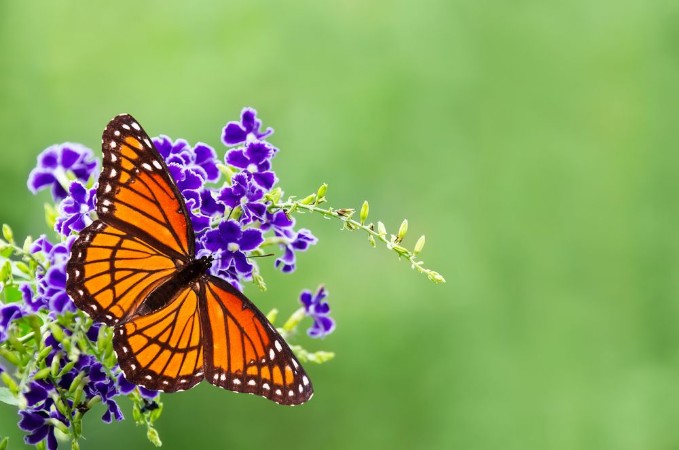 Picture of Viceroy butterfly Limenitis archippus on blue flowers