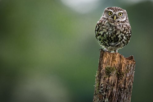 Image de Little Owl