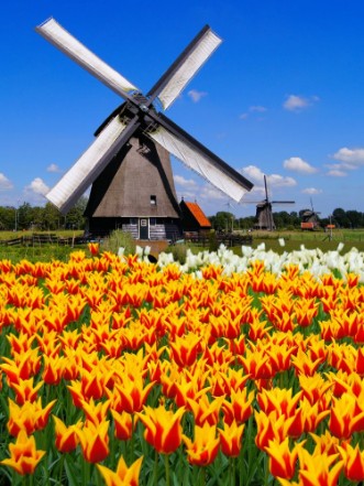 Afbeeldingen van Traditional Dutch windmill with vibrant orange and yellow tulips