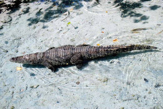 Bild på American alligator alligator mississippiensis