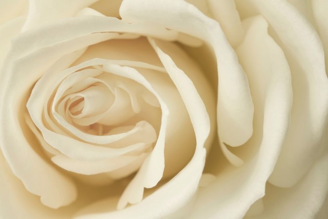 Picture of Close up image of cream rose