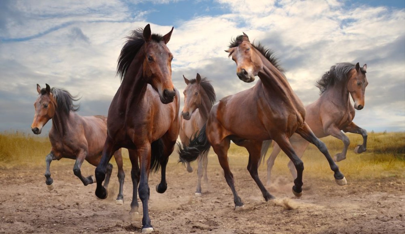 Afbeeldingen van Herd of horses
