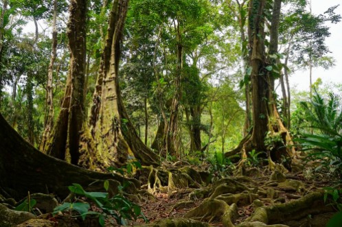 Afbeeldingen van Tropical trees and roots in the jungle