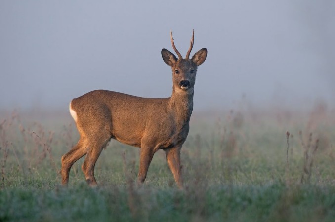 Afbeeldingen van Roe deer in morning fog
