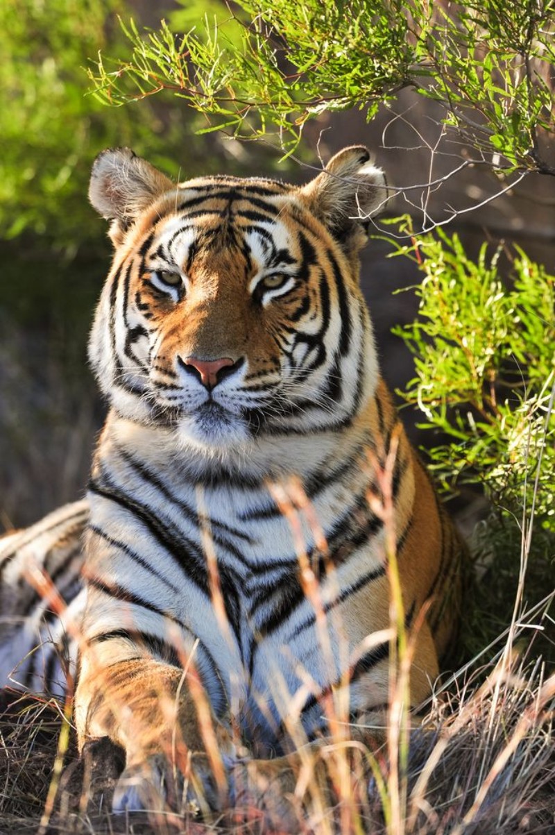 Bild på Portrait of a tiger