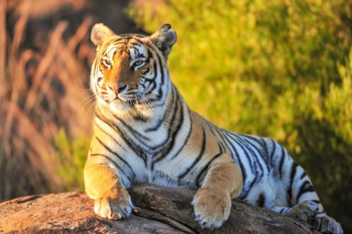 Bild på Portrait of a Tiger