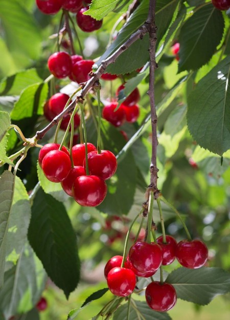Picture of Cherries on the branch