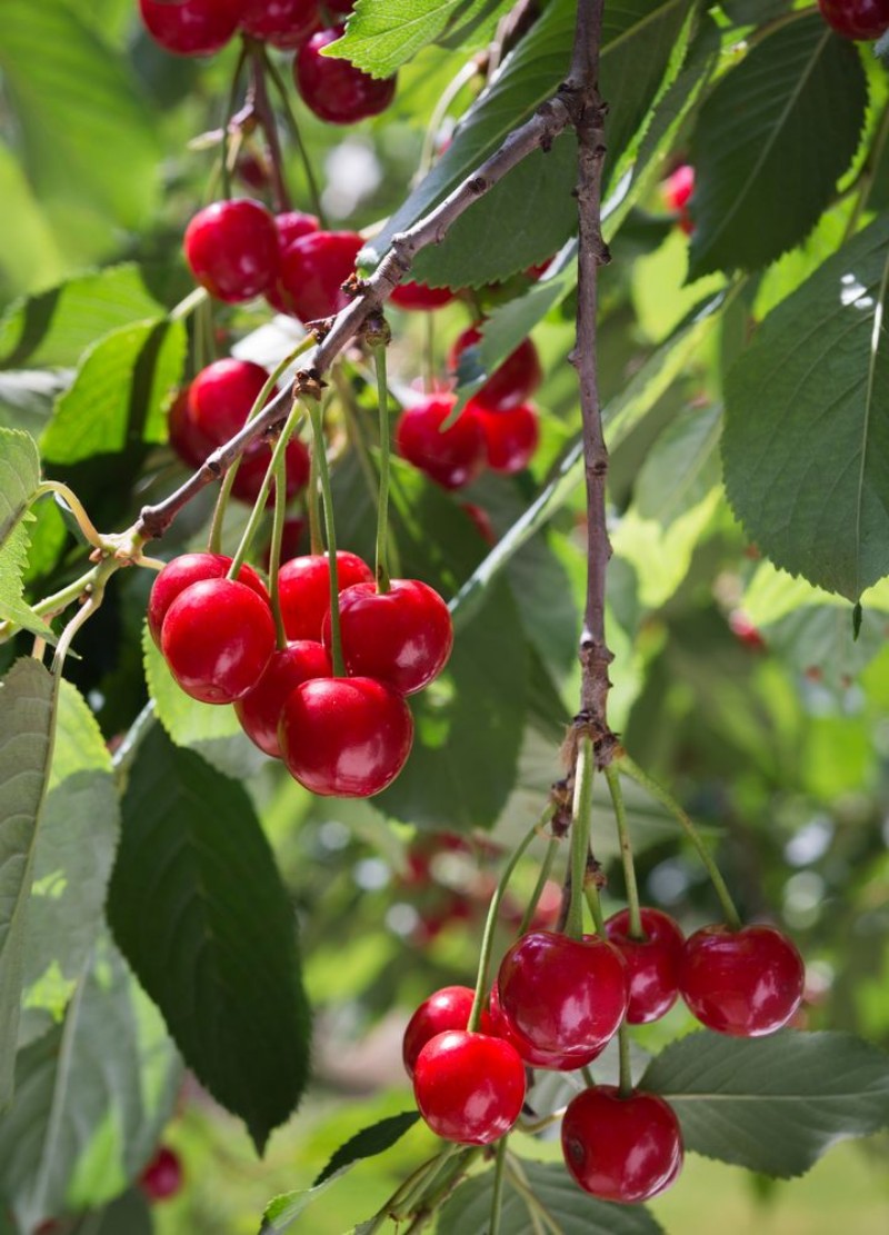 Image de Cherries on the branch