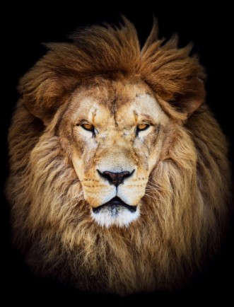 Bild på Portrait of huge beautiful male African lion against black backg