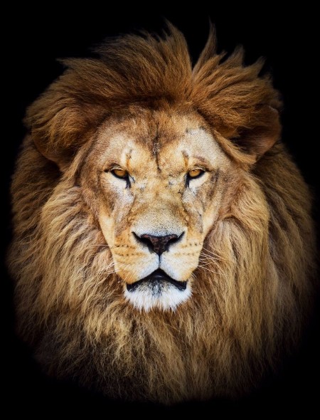 Picture of Portrait of huge beautiful male African lion against black backg
