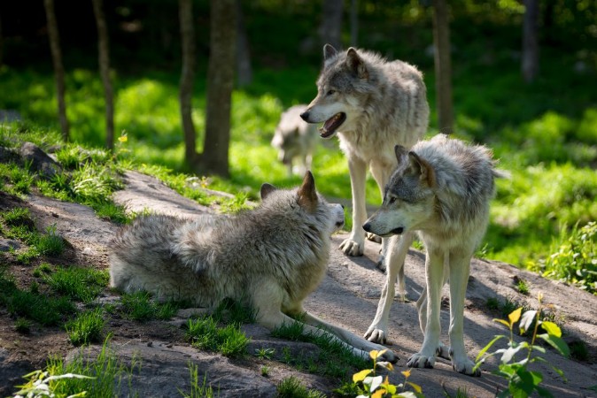Bild på Wolf Pack of Three Wolves