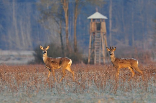 Bild på Deer in winter  morning and hunting tower in background