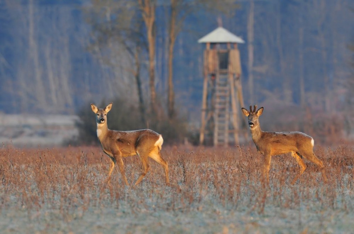 Afbeeldingen van Deer in winter  morning and hunting tower in background