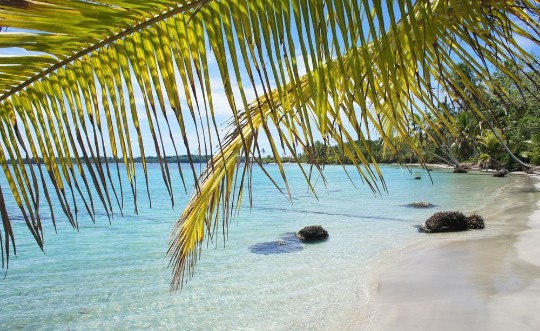 Bild på Palm leaf and beach
