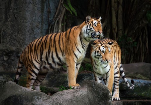Bild på Portrait of a Royal Bengal tiger