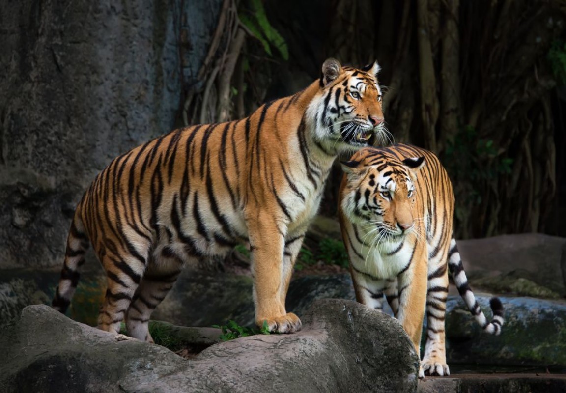 Image de Portrait of a Royal Bengal tiger
