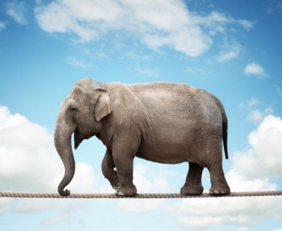 Elephant on tightrope photowallpaper Scandiwall