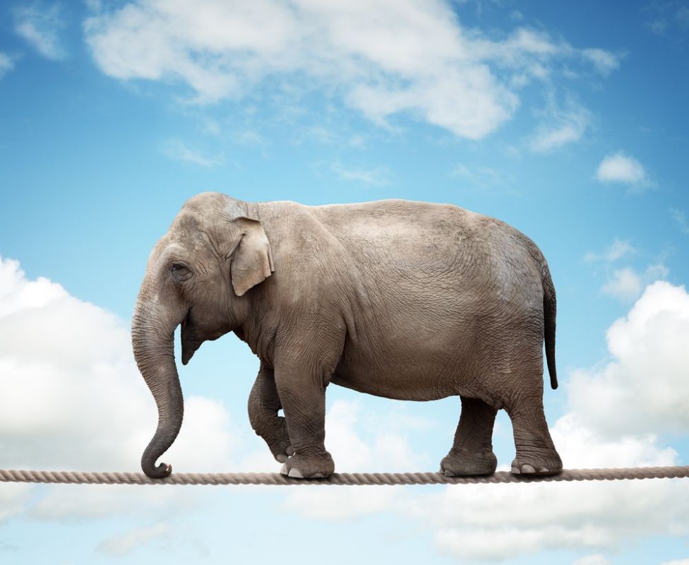 Bild von Elephant on tightrope