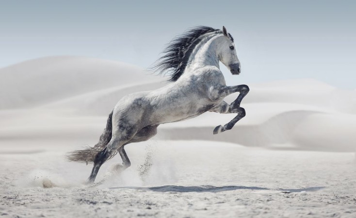 Image de Picture presenting the galloping white horse