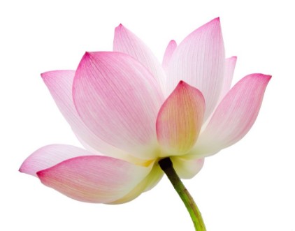 Bild på Isolated lotus