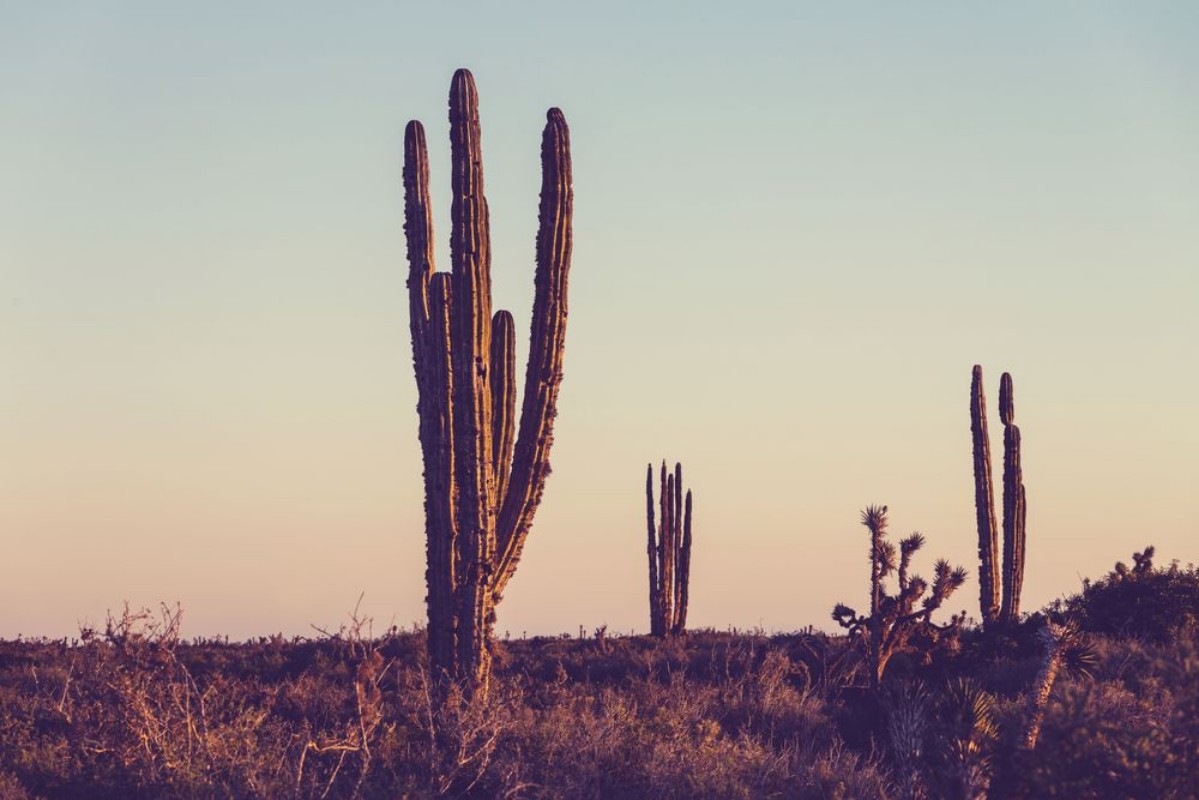 Afbeeldingen van Cactus in Mexico
