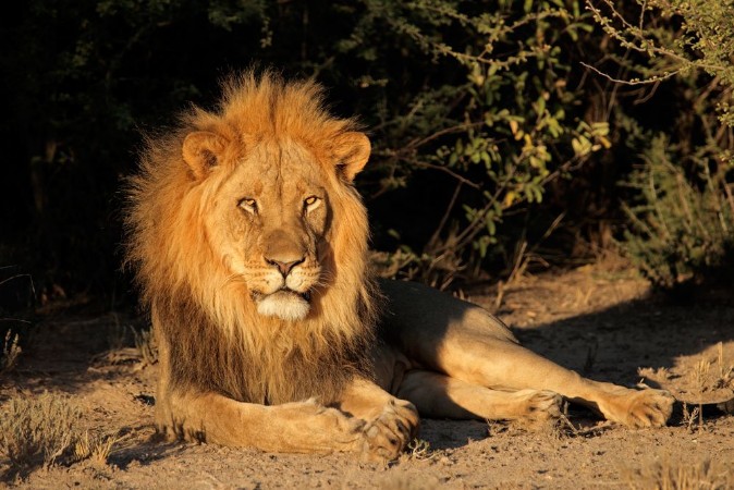 Picture of Big male African lion