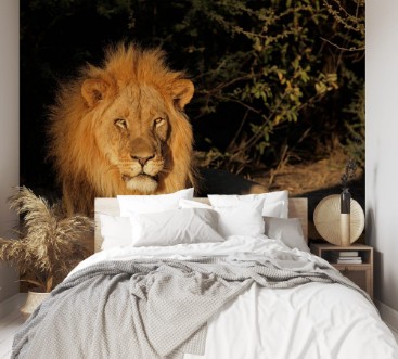 Afbeeldingen van Big male African lion