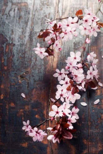 Spring Cherry blossoms photowallpaper Scandiwall