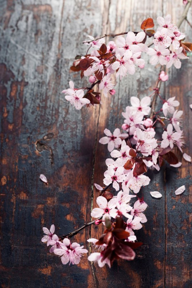 Afbeeldingen van Spring Cherry blossoms