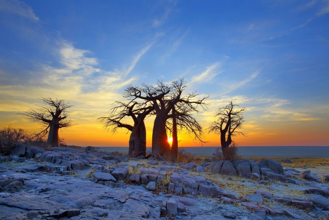 Afbeeldingen van Baobabs on Kubu at Sunrise