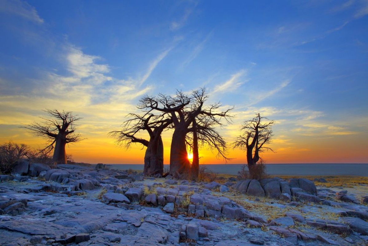 Afbeeldingen van Baobabs on Kubu at Sunrise