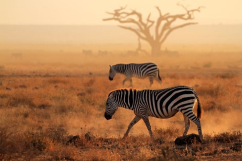 Afbeeldingen van Plains zebras in dust Amboseli National Park