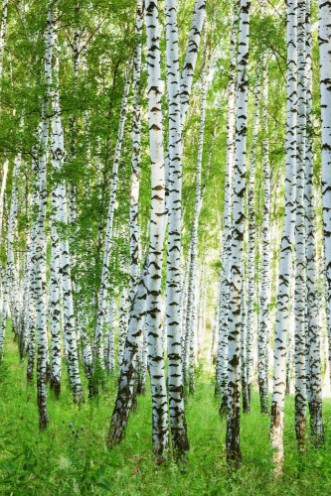 Afbeeldingen van Forest birch