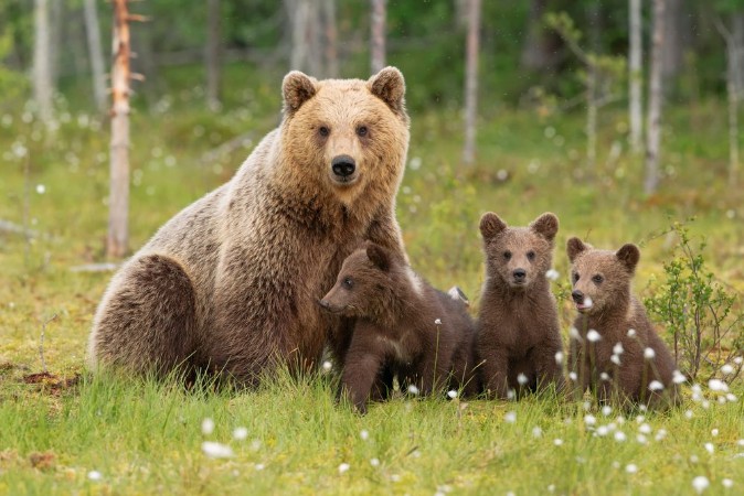 Picture of Famiglia orsi