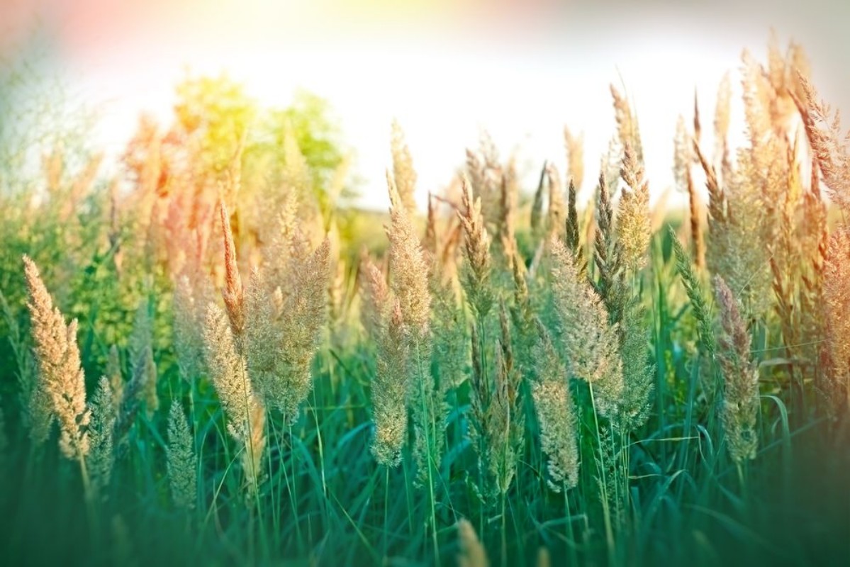 Afbeeldingen van Beautiful high grass