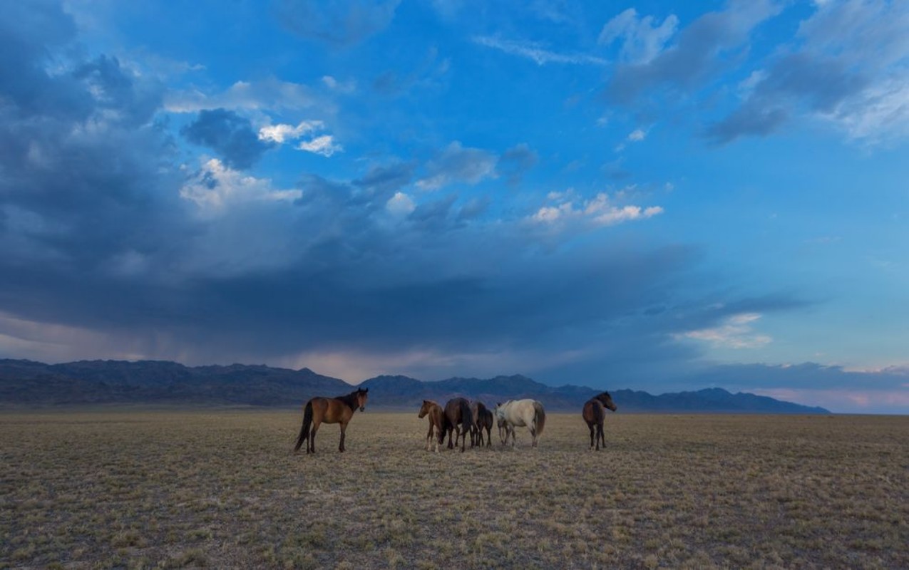 Bild på Horses in the steppe