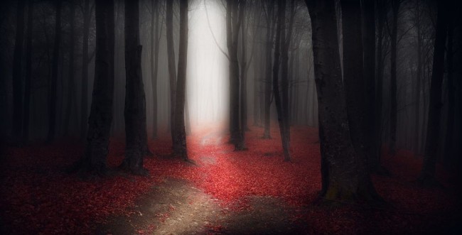 Afbeeldingen van Dark trails in the forest during a foggy autumn day