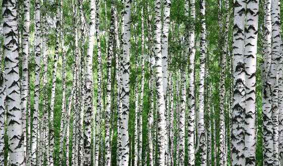 Afbeeldingen van Trunks of summer birch trees