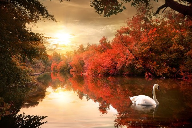 Imagen de Swan in the autmn