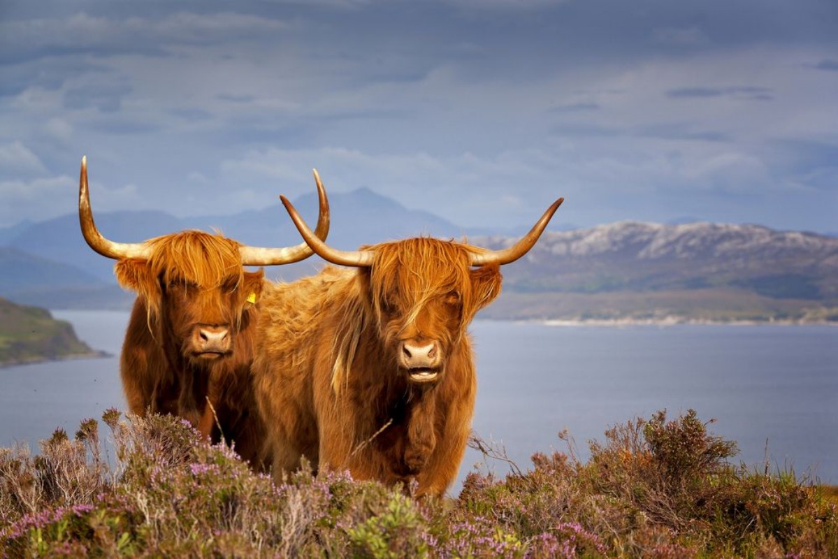 Afbeeldingen van Scottish Cow IV