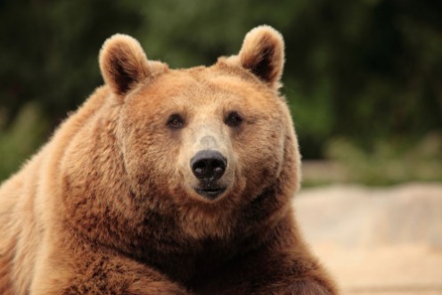 Image de Wild brown bear