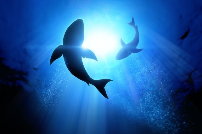 Image de Great White Sharks