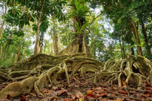 Afbeeldingen van Tropical tree in the jungle of Costa Rica