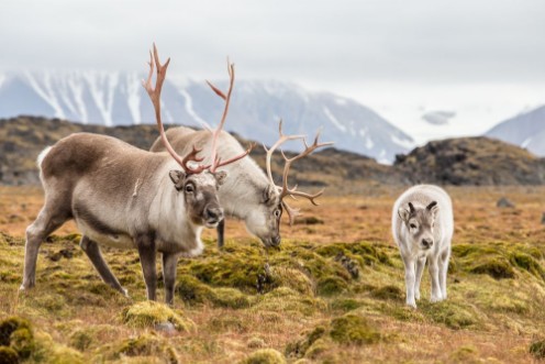 Image de WIld reindeer family