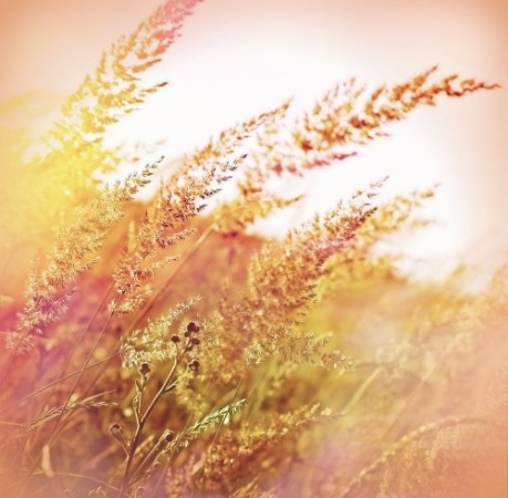 Bild på Beautiful high grass - closeup
