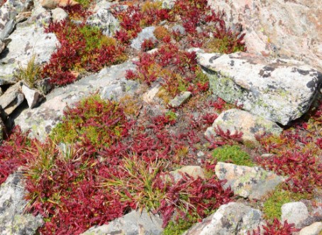 Afbeeldingen van Alpine Tundra Groundcover in Autumn colors Rocky Mountains USA