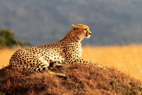 Bild på Cheetah on the Masai Mara in Africa