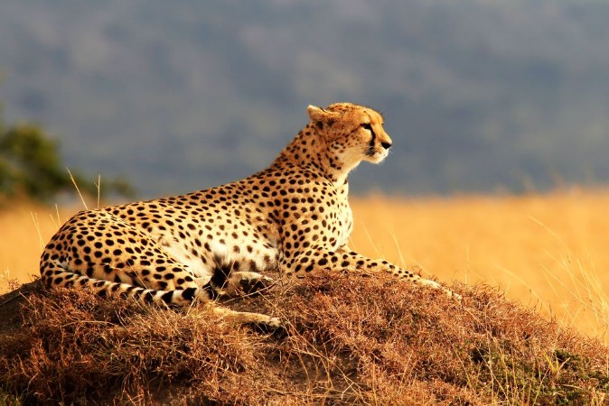 Picture of Cheetah on the Masai Mara in Africa