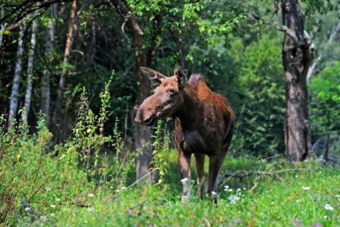 Bild på Elk in their natural habitat